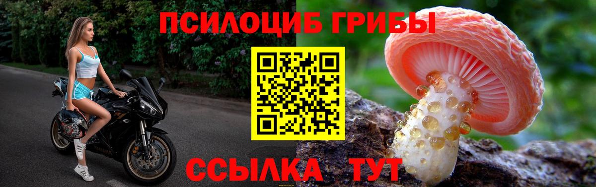 Свободный  Псилоцибиновые грибы Psilocybe  Вход с VPN 